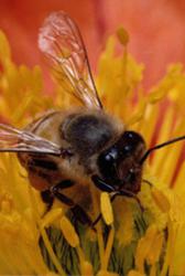 bee removal bay area